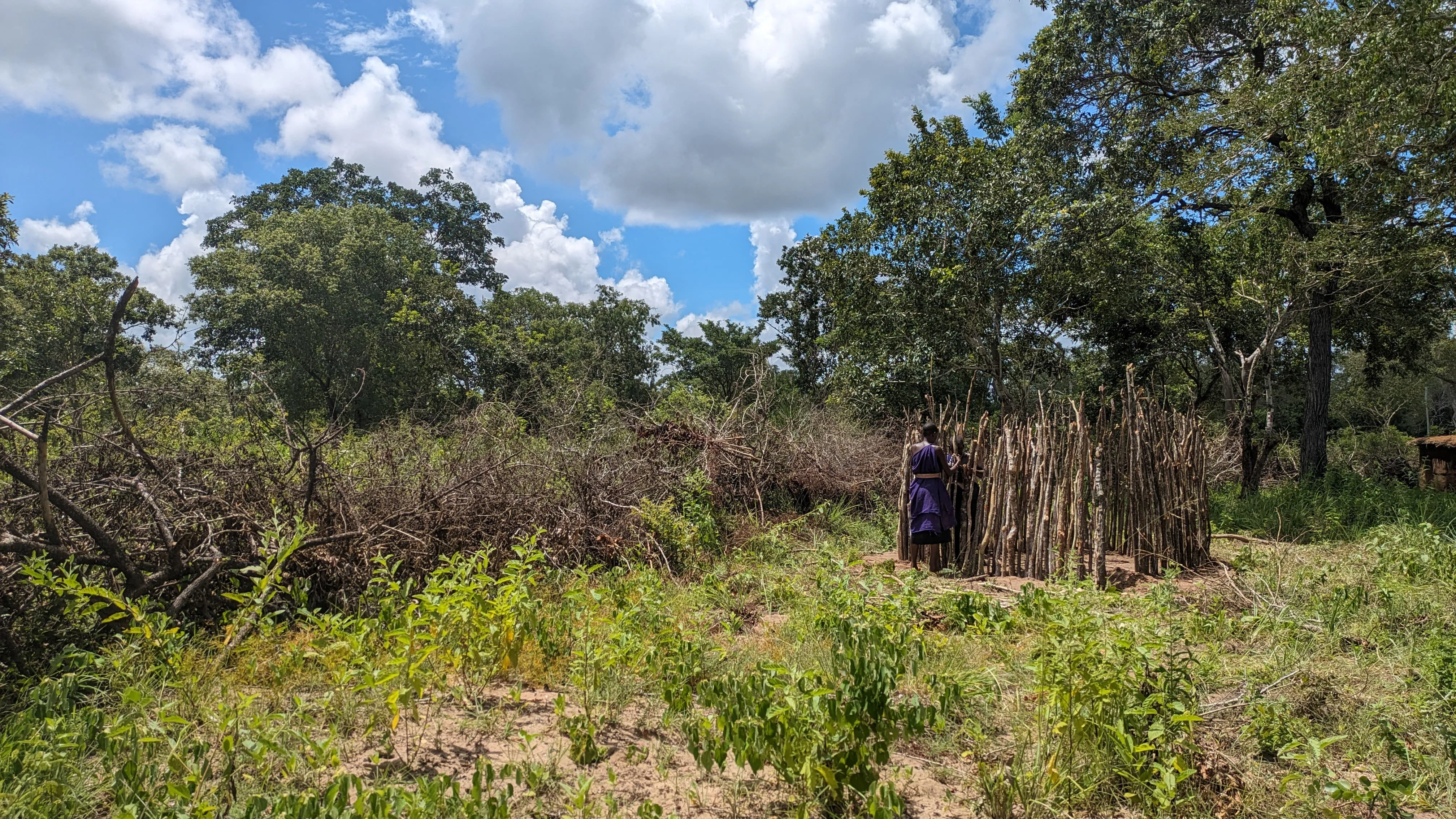 Maasai vrouw bouwd een traditioneel Maasai huis